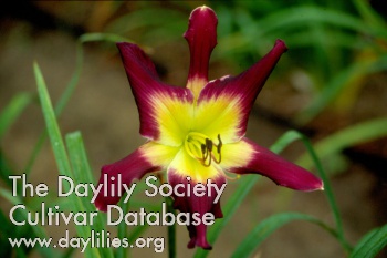 Daylily Riddle Me This